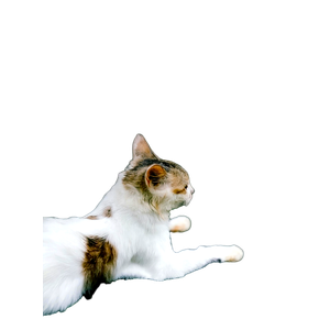 A Serene Portrait Of A Cat Lounging On Green Moss, Showcasing Its Natural Beauty. 15981 - Cat PNG image with transparent background